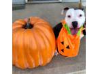 Adopt Roxie a American Staffordshire Terrier