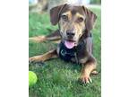 Adopt MooMoo a Dachshund, Beagle