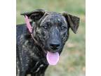 Adopt Kiara a German Shepherd Dog, Mixed Breed