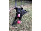 Adopt Sally a Mixed Breed