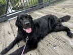 Adopt Tessa a Newfoundland Dog