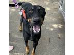 Adopt Bella a Doberman Pinscher