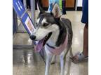 Adopt Bandit a Husky