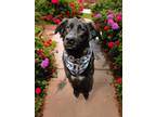 Adopt Princess Leia a Australian Shepherd, Labrador Retriever