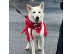 Adopt Celine (Cecie) a Shepherd, Husky