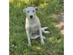 Adopt Xena a Mixed Breed