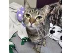 Adopt Roswell a Domestic Short Hair