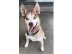 Adopt Dinkus a Mixed Breed, Husky