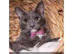 Adopt Gumball a Domestic Short Hair