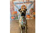 Adopt Stanley a Boxer, Pit Bull Terrier