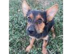 Adopt Snickers a Yorkshire Terrier