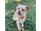 Adopt Lucky a Yorkshire Terrier