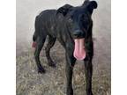 Adopt Hawk a Mixed Breed