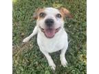 Adopt Spike a Jack Russell Terrier