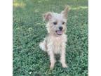 Adopt Rocky a Yorkshire Terrier