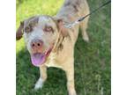 Adopt Bandito a Catahoula Leopard Dog