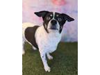 Adopt Marley a Jack Russell Terrier