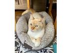 Adopt Rusty a Domestic Short Hair, Siamese