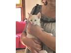 Adopt Sushi CC a Siamese