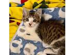 Adopt Stanley a Tabby