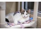 Adopt Stewart a Tabby