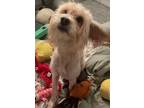 Adopt Leo H 24078 a Maltipoo