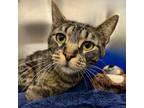 Adopt Big Foot a Domestic Short Hair