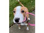 Adopt Bentley a Border Collie, Mixed Breed