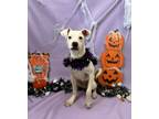 Adopt Dylan a Boston Terrier, Mixed Breed
