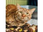 Adopt Hambone a Domestic Short Hair