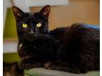 Adopt Panther a Domestic Short Hair