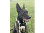 Adopt Kroc a German Shepherd Dog, American Staffordshire Terrier