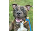 Adopt Dante a Pit Bull Terrier, Mixed Breed