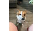 Adopt Ollie a Australian Shepherd