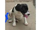 Adopt Palmer a Anatolian Shepherd, Great Pyrenees