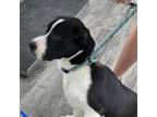 Adopt PJ a Anatolian Shepherd, Great Pyrenees
