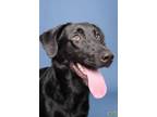 Adopt Ripley 5235 a Black Labrador Retriever, German Shepherd Dog