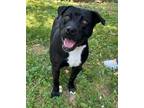 Adopt Virgil a Pit Bull Terrier