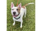Adopt Beaux a Pit Bull Terrier, Mixed Breed