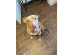 Adopt Cupid a Catahoula Leopard Dog
