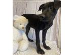 Adopt Timmy a Staffordshire Bull Terrier, Labrador Retriever