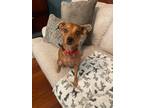 Adopt Scrappy Doo (Leo) a Dachshund, Terrier