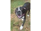 Adopt Brody a Pit Bull Terrier