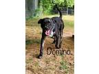 Adopt Domino a Pit Bull Terrier