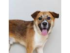 Adopt Flounder D16813 a Australian Shepherd