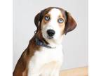 Adopt Jimmy Neutron D16809 a Beagle