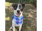 Adopt Clutch a Mixed Breed