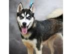 Adopt Jude a Husky, Siberian Husky