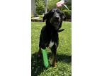Adopt Gimpy a Rottweiler, Mixed Breed