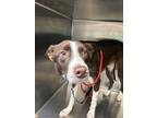 Adopt Batman a Australian Shepherd, Mixed Breed
